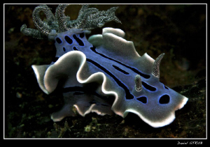 Chromodoris wilani :-D in Alcoy, Cebu by Daniel Strub 